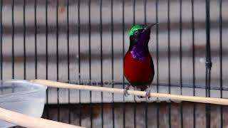 SUARA BURUNG KOLIBRI NINJA GACOR FULL ISIAN MEWAHH INI, COCOK BUAT PANCINGAN KONIN AGAR CEPAT EMOSI