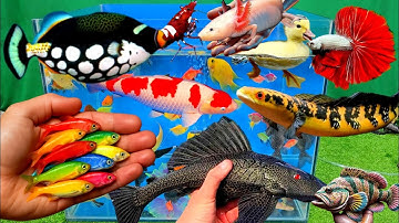 Video tổng hợp cá cảnh đẹp, vịt, vịt con, cá koi, cá trê, cá nóc, cá thần tiên