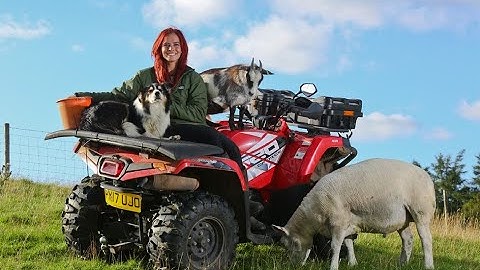 Amazing Modern Automatic Sheep Farming, Shearing, Cleaning, Milking And Wool Harvesting Techniques 1