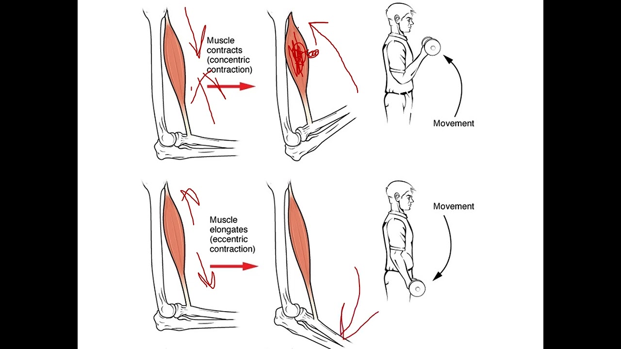 Lecture 4 Muscle properties Video