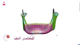 الفك السفلي 3d || mandible