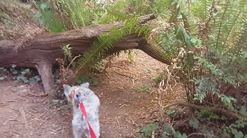 Dog Walk in Redwood National Forest (Pacific Northwest)