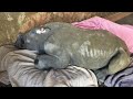 Браконьеры оставили 2-месячного носорога без матери. Мужчина, нашедший его, разревелся, как ребенок…