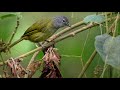 Philippine Bulbul