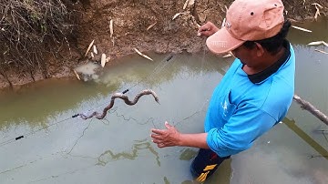 Easy Common Water Snake Trap Using Fishing Net🐍