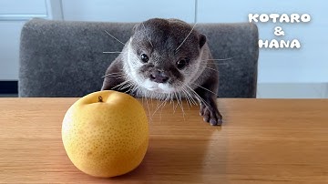 カワウソにはじめて梨をあげたらこうなった　Otters’ Funny Ways of Eating Pears