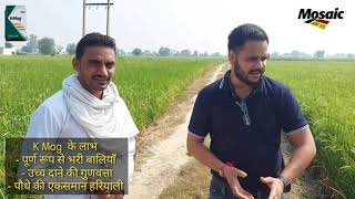 Mosaic K Mag Results in Paddy Basmati | Pusa 1401 Fertilizer Management