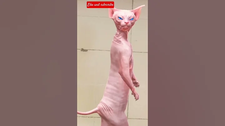 Video 10994271: sphynx cat reactions, cutest sphynx cat, sphynx cat meets, adorable sphynx cat