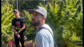 Nikka T: In Search of Optimal Cannabis Rosin Cultivars - Field Session / Ganjier