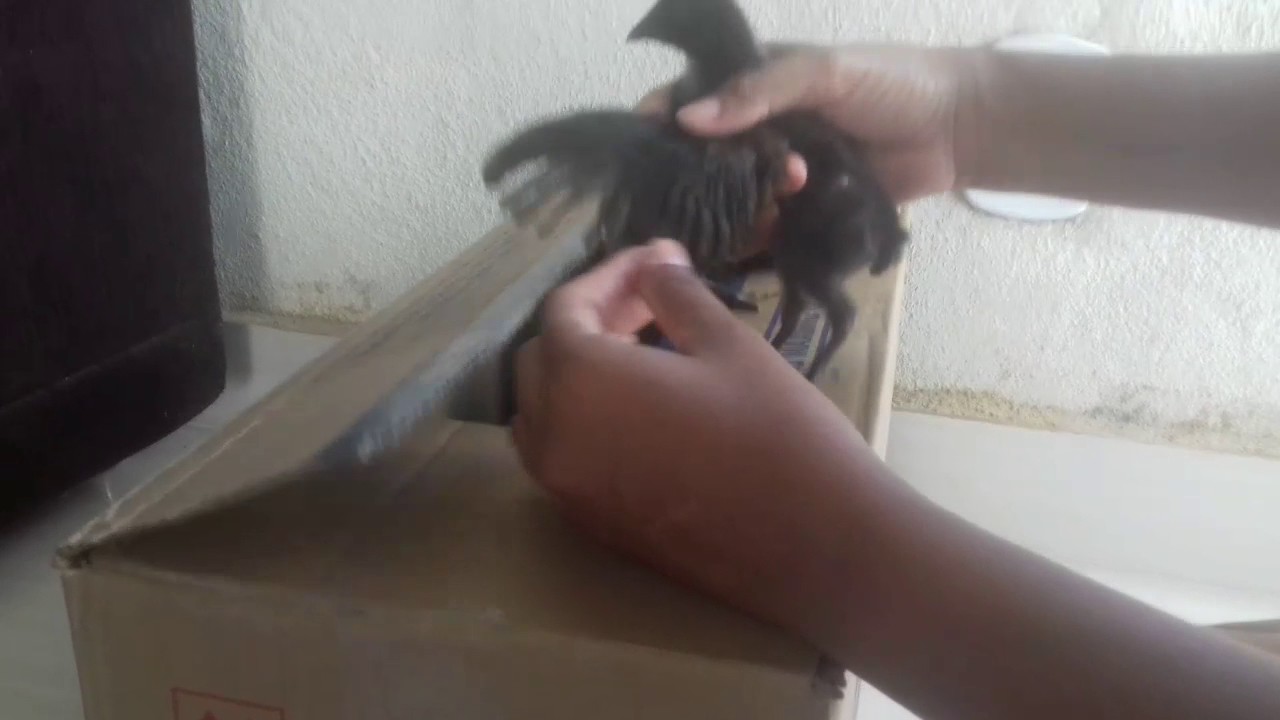 Como Saber Se O Pintinho é Galo Ou Galinha