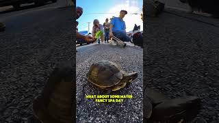 Turtle Causes Epic Traffic Jam!