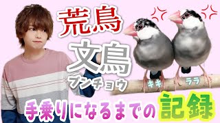 感動のラスト。人を怖がる文鳥が手乗りになるまでの記録。Java sparrow