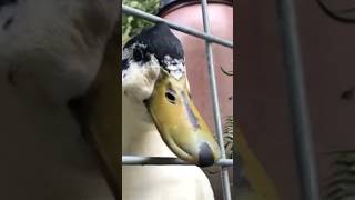 Neighborhood ducks say hello