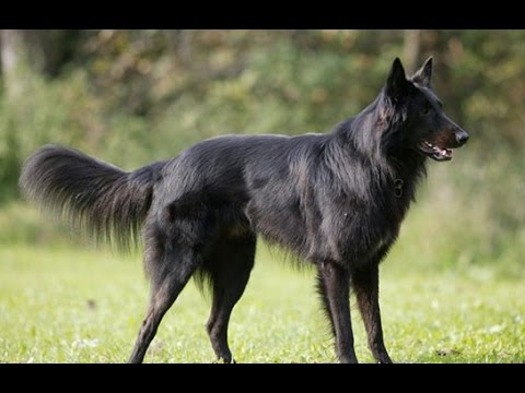 Video: Belçika Çoban Köpeği Irkı Hipoalerjenik, Sağlık Ve Ömrü