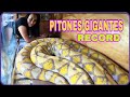 Quien tiene la Serpiente Más Grande de México?    Récord de pitones gigantes 😯🏆🐍