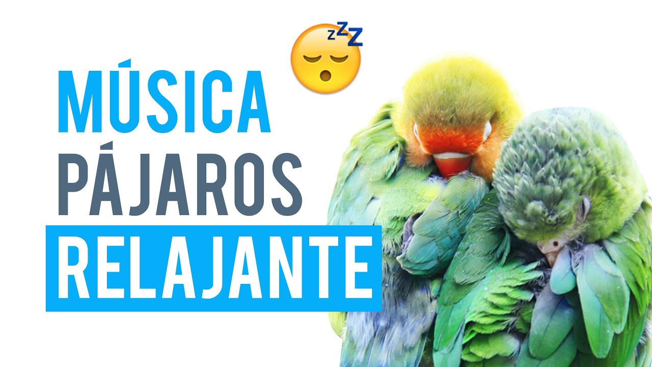 🦜 MÚSICA RELAJANTE 😴😴😴 para agapornis, periquitos, loros, cotorras...[2021]