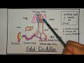 Fetal Circulation - Part-1- Basics