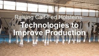 Raising Calf-Fed Holsteins: Technologies to Improve Production screenshot 3