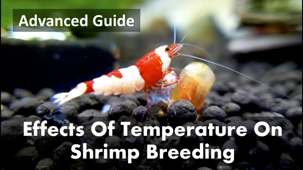 Effects Of Temperature On Shrimp Breeding - Advanced Guide 