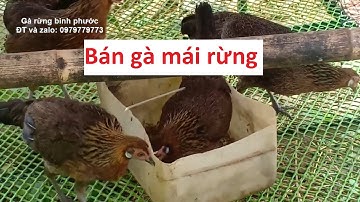 Sắp tới mùa bẫy gà rừng cũng là lúc gà rừng rặc mái sinh sản, bán mái rừng F, bán gà mái rừng