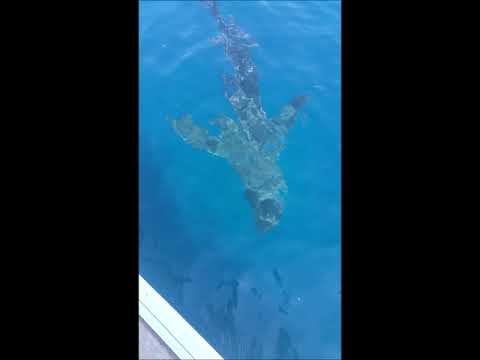 Un requin au large de Marseille Août 2017