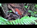 Bicolored Antpitta