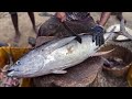 25 Kg, 3000 Rs /$ 47, Big Tuna Fish Boneless Cutting& Slicing in Kasimedu Fish Market