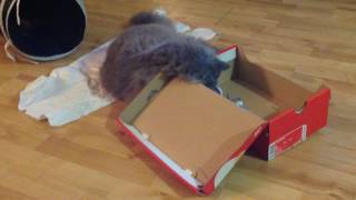 Selkirk Rex cat, 'Regan'. The Ping Pong Ball & A Shoebox. - Kimmaaay's Cat by Selkirk Rex Regan - Kimmaaay's Cat 10 views 7 years ago 51 seconds