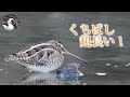 【野鳥観察】農耕地の野鳥たち探してきた！　Vlog5