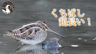 【野鳥観察】農耕地の野鳥たち探してきた！　Vlog5