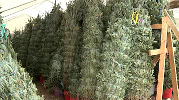 Christmas Time in Texas - Silo Christmas Tree Farm