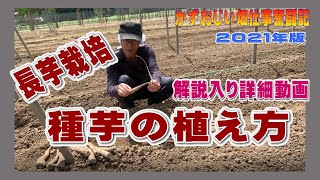長芋の種芋の植え付け方法について 解説入り詳細動画 2021年版（長芋栽培）農作業に挑戦中！私の野菜栽培記録