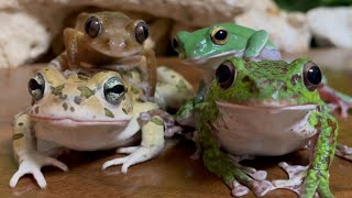 omg✨ Frogs and Toad