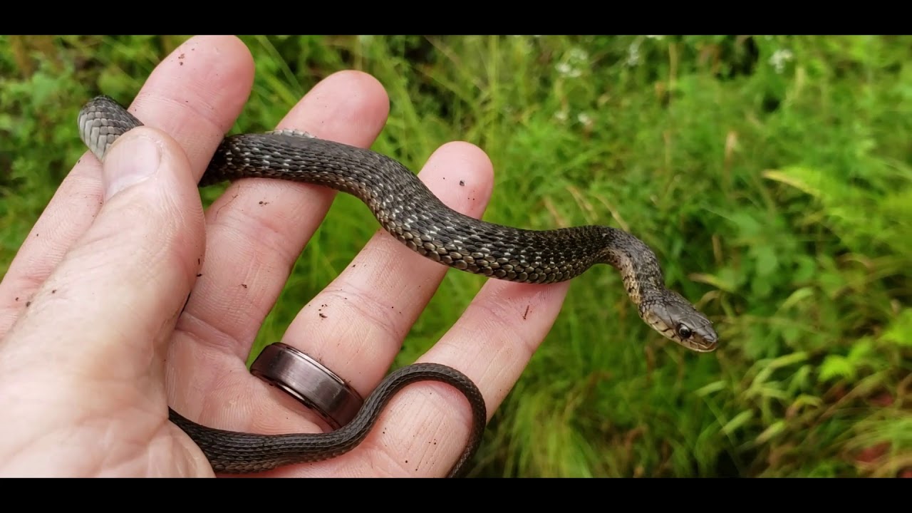 flipping the bird Labor day weekend herping and more!!!! 100th Sub Video...