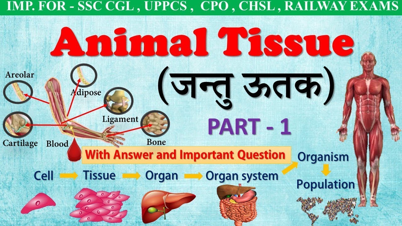 General science । Animal Tissue in Hindi । जन्तु ऊतक । Part-1 । For all ssc  exam, NEET (class 9,11) - YouTube