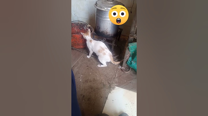 اللقم تزيل النقم بسبب أن باكل القطه دي كل يوم ربنا بيرزقني احلي رزق اعمل الخير مهما كان صغير