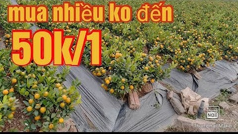 quất bát, quất thần Tài, quất tết 2021 - 2022