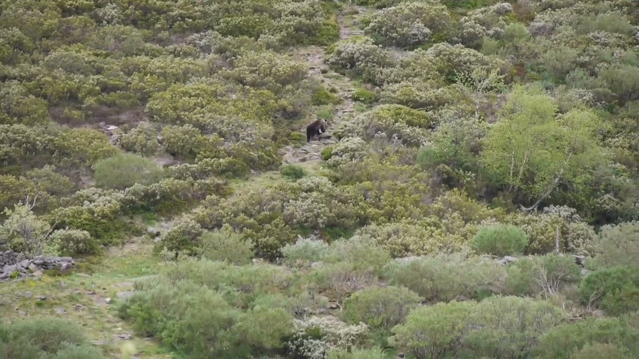 Graban un oso pardo en Os Ancares