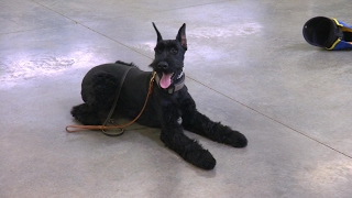 Giant Schnauzer 'Yanis' 10 Mo. Obedience Protection Trained Dog For Sale