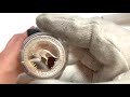 2018 オーストラリア　カンガルー銀貨 1/2オンス　プルーフ