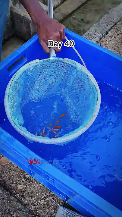 Japanese Tosai kois life span in 30 sec.....Visit www.pvrkoicentre.com to buy Japanese koi fish
