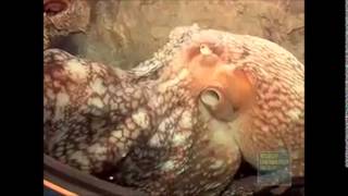 Anime Review: Attack on the Titan  - Mickie Hardhat