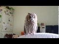 Мышку хочешь? А гулять пойдём? Кёрби отвечает на вопросы/owl talking