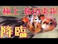 【ヤフオクの金魚】超かわいい極上飯田東錦をお迎え！【記念金魚3兄弟の1人】