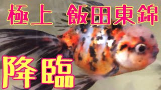 【ヤフオクの金魚】超かわいい極上飯田東錦をお迎え！【記念金魚3兄弟の1人】