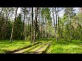 Morning summer forest. Relaxing birdsong lasting 10 hours. 4K video.