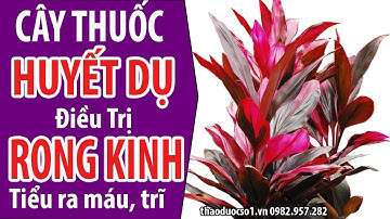 Cây huyết dụ điều trị rong kinh, tiểu ra máu, bệnh trĩ, chảy máu cam