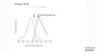 Molecular Probes Tutorial Series— Anatomy of Fluorescence Spectra