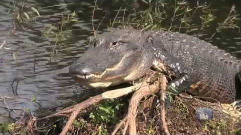 Science Trek shorts: Zoology