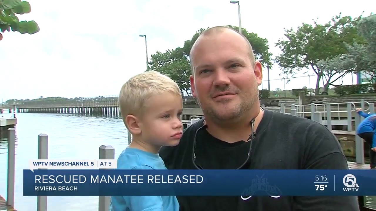 Rescued manatee released - YouTube